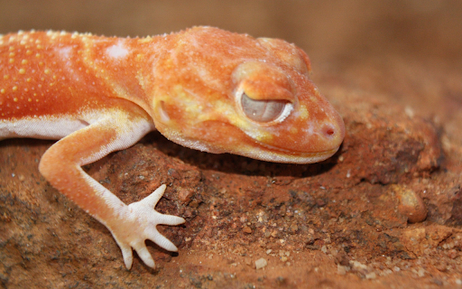 Bread skin lizard screenshot 1