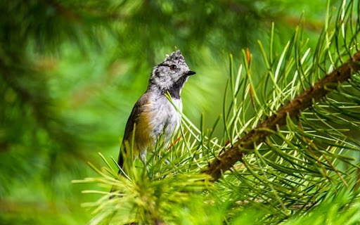 BRIGHT BIRD Theme screenshot 1