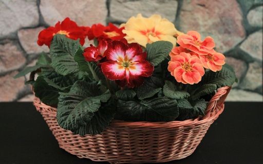 Bright flower basket screenshot 1