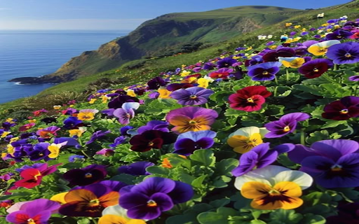 Bright flower hill wallpaper screenshot 1