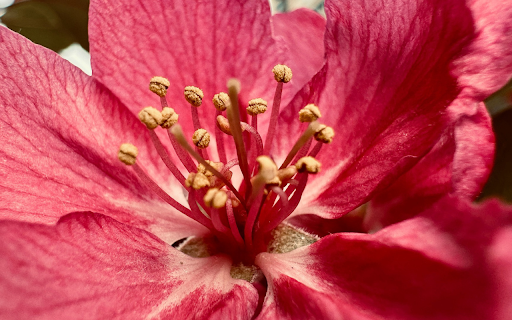 Bright Pink Flower screenshot 1