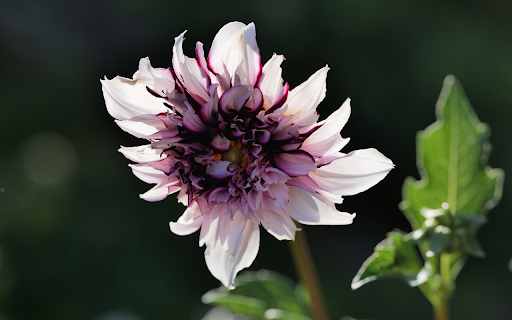 Bright purple dahlias screenshot 1