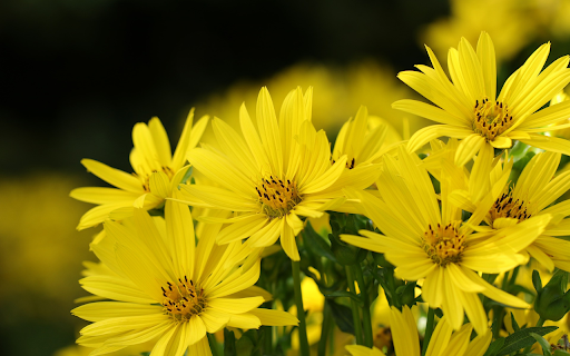 Bright yellow flower bouquet screenshot 1