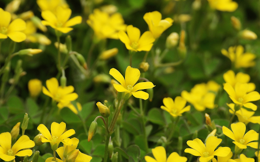 Bright yellow grass flowers screenshot 1