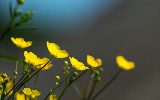 Bright Yellow Grass Flowers screenshot 1