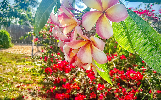 Brilliant summer screenshot 1