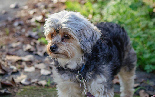 Brown and Gray Dog Standing on Green Grass screenshot 1