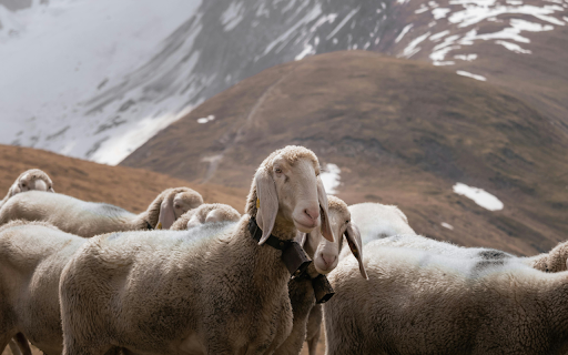Brown and White Goats on Brown Grass Field screenshot 1