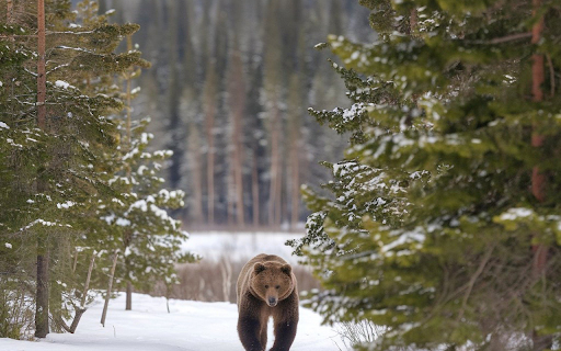 brown bear in the winter sky screenshot 1