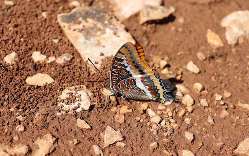 Brown Butterfly on the Ground screenshot 1
