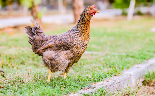 Brown Flower Hen screenshot 1