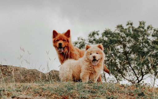 Brown Furry Dogs with Tongues Out screenshot 1