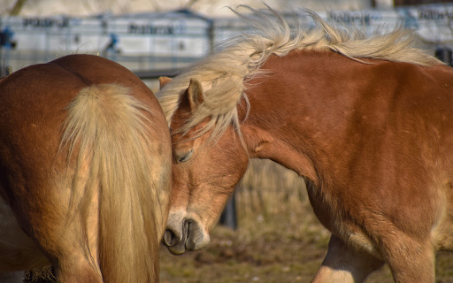 Brown horses screenshot 1