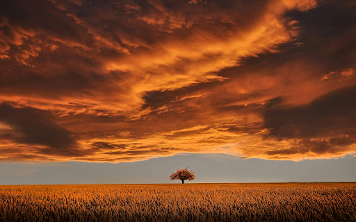 Brown Leafed Tree on Open Field Under White Clouds screenshot 1