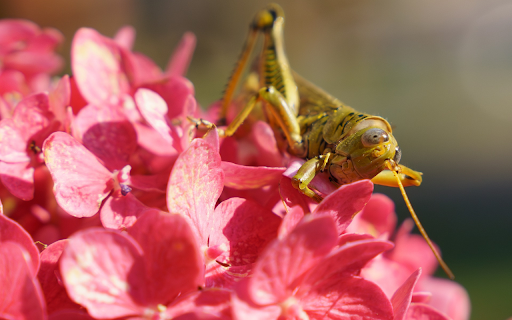 Brown locust on pink color screenshot 1