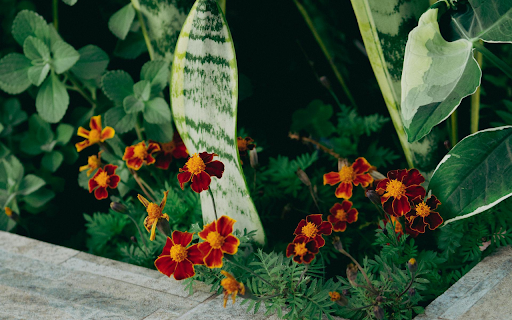 Brown Orange Flowers screenshot 1