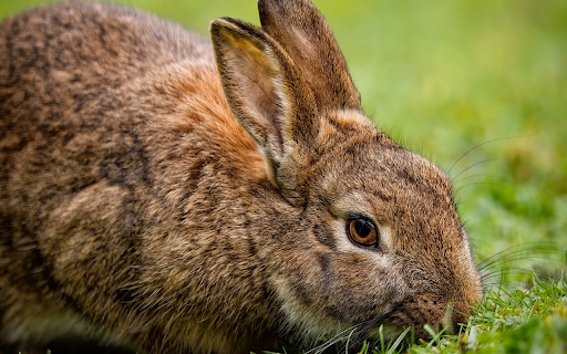 Brown rabbit screenshot 1