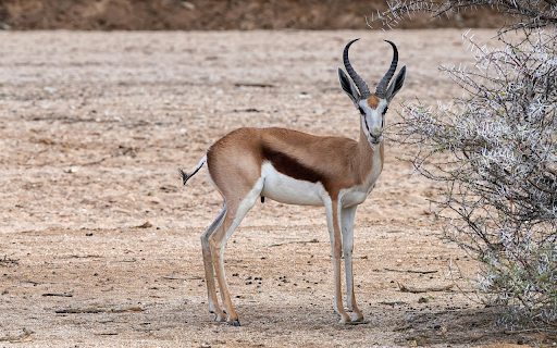 buckhorn antelope screenshot 1