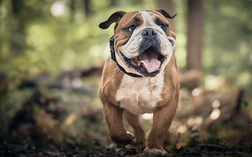 Bull dog screenshot 1