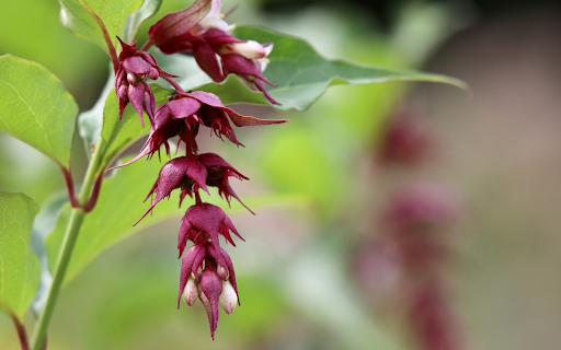 Bunch of red flowers screenshot 1