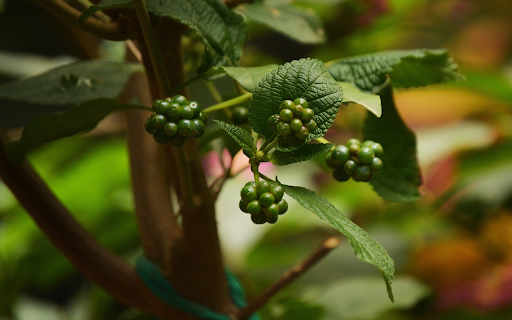 Bunches of green fruit screenshot 1