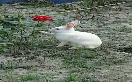 bunny and rose wallpaper screenshot 1