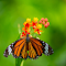 Butterfly and Orange Flowers logo