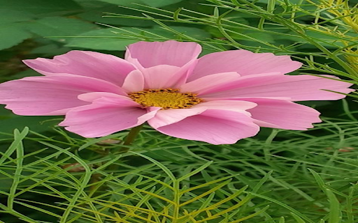 Butterfly flower wallpaper screenshot 1