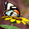 butterfly landing on sunflowers wallpaper logo