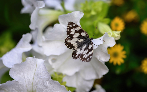 Butterfly on Petal screenshot 1