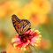 Butterfly on Red Chrysanthemum logo