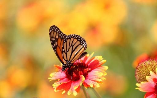 Butterfly on Red Chrysanthemum screenshot 1