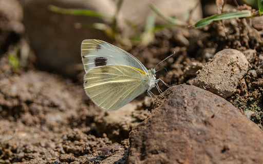 Butterfly on the Rock screenshot 1