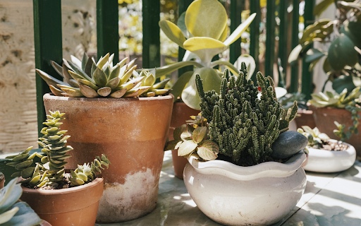 Cacti of all kinds screenshot 1