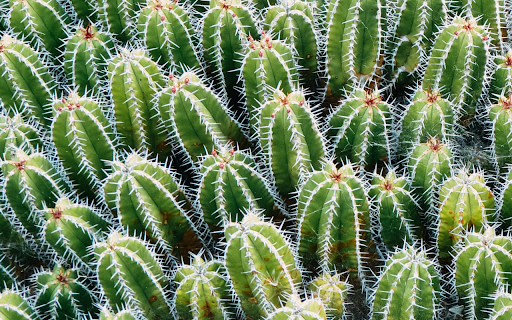 Cactus Cluster Essence screenshot 1