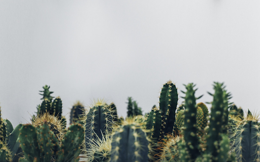 Cactus dust screenshot 1