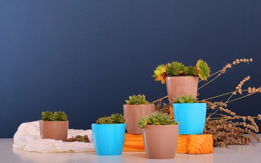 Cactus flower pots screenshot 1