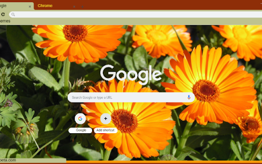 Calendula Orange screenshot 1