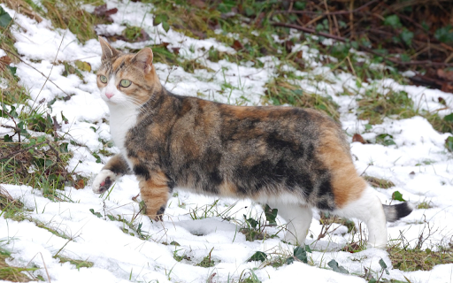 Calico cat screenshot 1