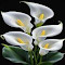 Calla Lily Flower Wallpaper logo