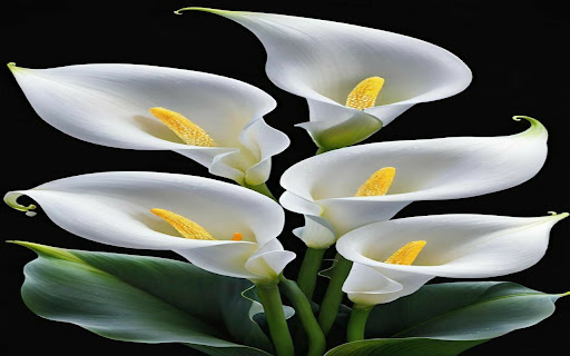 Calla Lily Flower Wallpaper screenshot 1