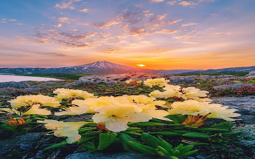 Camellia in full bloom wallpaper screenshot 1