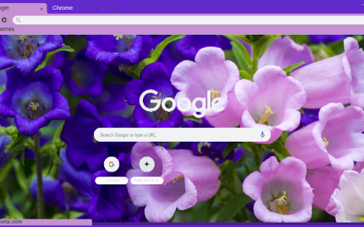 Campanula screenshot 1