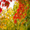 Canada Maple leaves logo
