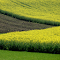 Canola Field logo