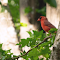 Cardinal Bird on a High Branch logo