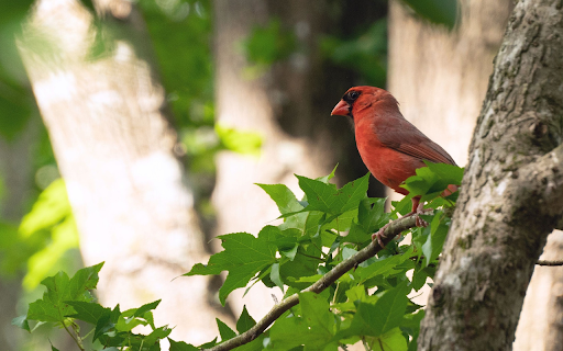 Cardinal Bird on a High Branch screenshot 1