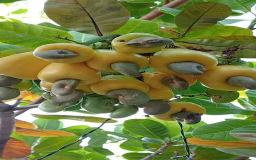 cashew tree wallpaper screenshot 1