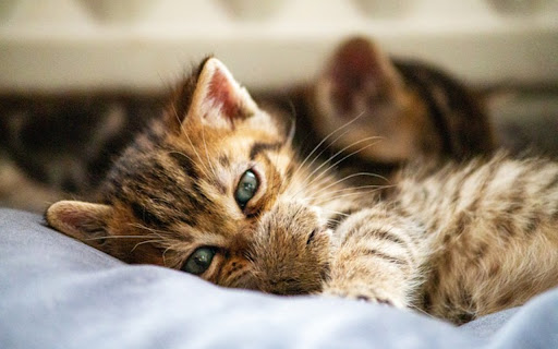 CAT 4 Theme screenshot 1