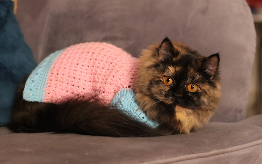 Cat and Pink Shirt screenshot 1